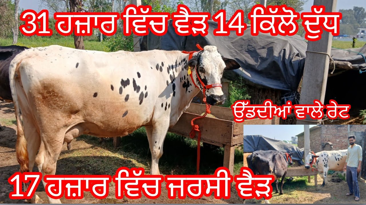 ਫੋਨ 8729013011 ਤਿੰਨ ਵੈੜਾ ਬਿਲਕੁਲ ਜਾਇਜ਼ ਮੁੱਲ ਉਡਦੀਆਂ ਵਾਲੇ /cow for sale /cheema dairy farm 