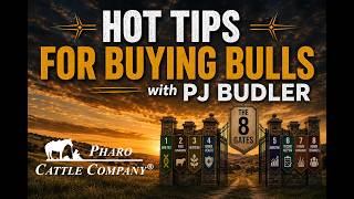 Celebrity PJ Budler - Hot Tips for Buying Bulls Net Worth