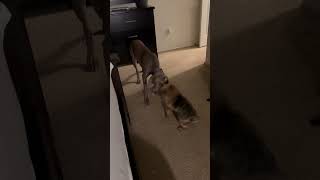 Dog Drags Another along with the Toy That They’re Both Holding Onto