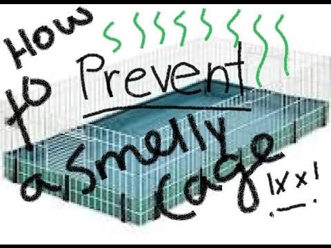 How To Prevent a Smelly Guinea Pig Cage