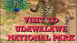 Udawalawe National Park | Leopard | Srilanka