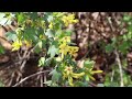 Missouri celebrates national Arbor Day