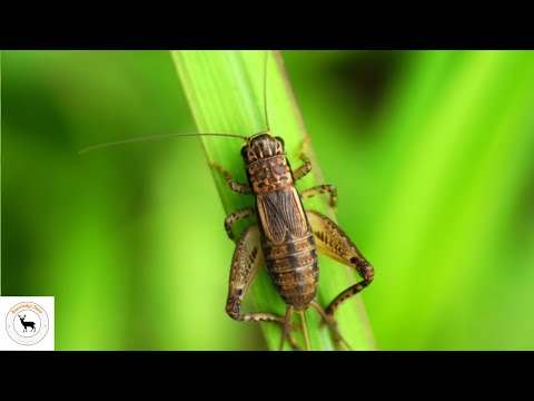 What Type Of Environment Do Crickets Live In - Natural Habitat For Wild Crickets