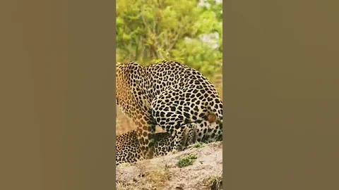 Leopard Mating Season at Mala Mala. #shorts #leopard #wildlife