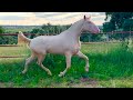 Cría de caballos y yeguas.venta de semen sementales campeones para inseminar yeguas.horse mating