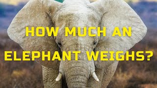 HOW MUCH AN ELEPHANT WEIGHS? interesting facts about elephant