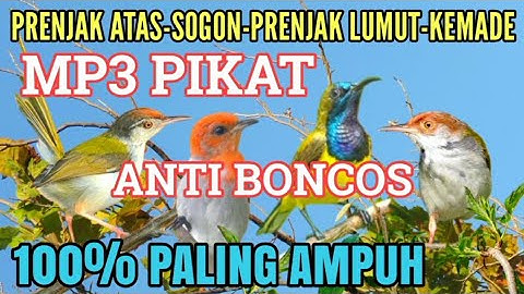 ANTI BONCOS‼️Suara Pikat Sogon, Prenjak Atas, Kemade, Prenjak Lumut Burcil Auto Ngumpul