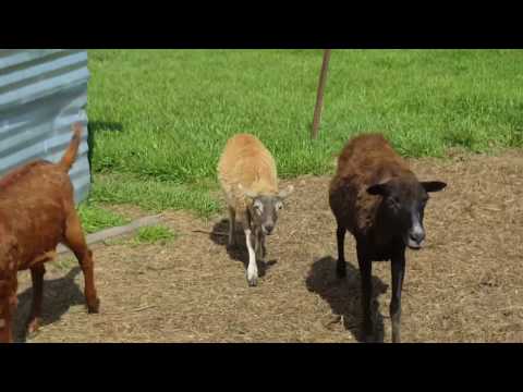 farm-raised-goats,-lamb,-chickens,-turkeys-and-ducks-near-dallas,-tx-in-greenville