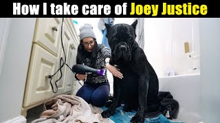 How I take care of our Cane Corso by Jason Corey 11,567 views 2 months ago 19 minutes