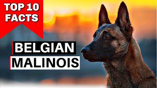 Malinois  Top 10 Facts