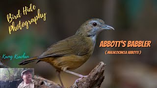 Download Lagu Abbott's Babbler (Malacocincla abbotti) - a Birding Adventure in Thailand MP3