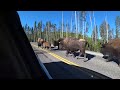 Is this a new bison behavior? Has anyone else noticed this? Do they also stop for stop signs?