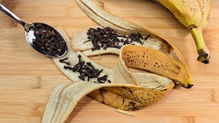 Download Lagu Meng kruidnagels met bananenschil en je zult niet geloven wat er gebeurt! MP3 Download Lagu Meng kruidnagels met bananenschil en je zult niet geloven wat er gebeurt! MP3