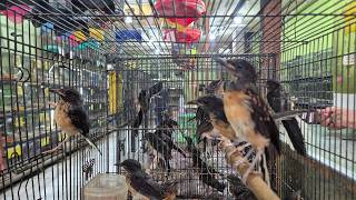 Come and get Murai Medan TrotoL PastoL starting from only 200k 089628101130