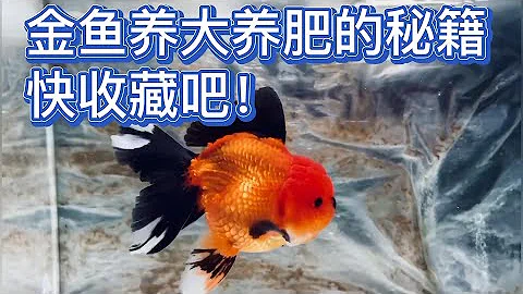 金魚