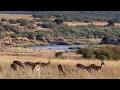 Capture de la vidéo Lion Vs Jaguar - Wild Animals Documentary National Geographic 2018 - Wild Discovery Animals