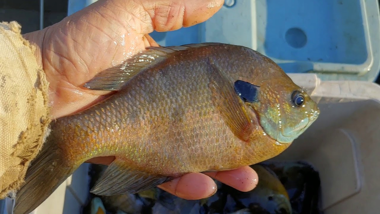 Fishing Millwood Lake Southwest Arkansas... YouTube
