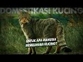 Bagaimana manusia menciptakan kucing domestik  domestikasi kucing