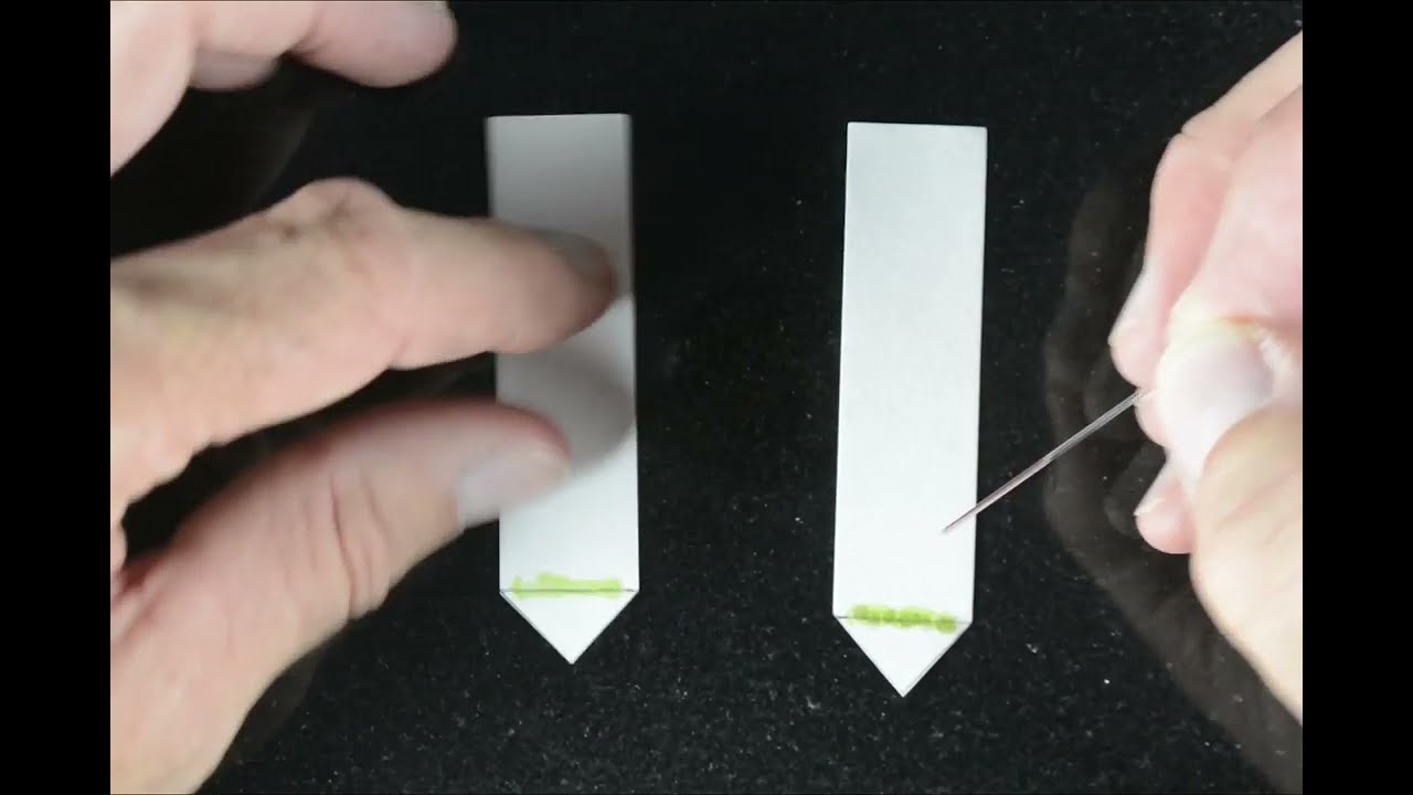 paper chromatography of plant pigments YouTube