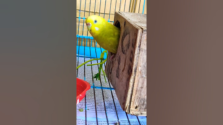 Birds  Playing Hide & Seek Game #budgies #viral #shots #birds #animals /Lovebirds Parakeet Chirping