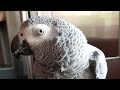 Попугай матершинник говорит с хозяином попугай ругается