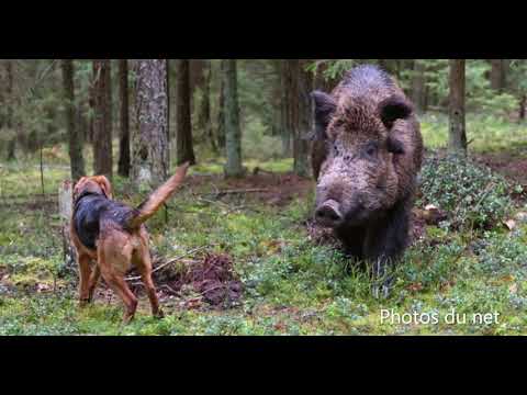 Vidéo: Quel Chien Choisir Pour Chasser Le Sanglier