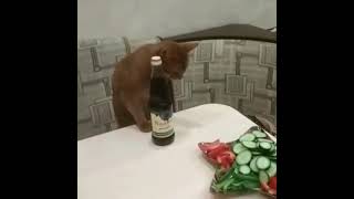 кошка алкашка готовится к пятнице)))