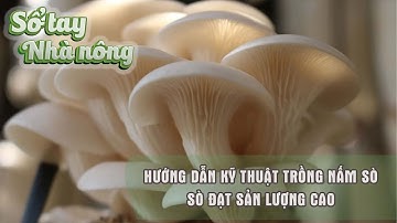 SỔ TAY NHÀ NÔNG: Hướng dẫn kỹ thuật trồng nấm sò cho sản lượng cao | Báo điện tử Dân Việt