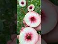 Peach Paradise: A Fresh Harvest Straight from the Tree #fruitlife #peach #satisfying #shorts