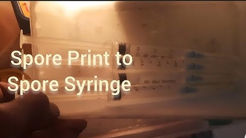 Making a Spore Syringe From a Spore Print.