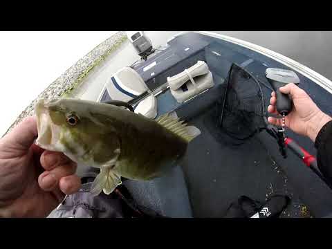 Finding fish Ohio - YouTube
