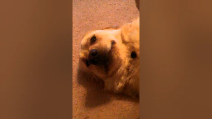 Funny Dog Plays with Ball Again(Archer Showing Off)