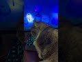 Gamer kitty Luna strikes again!