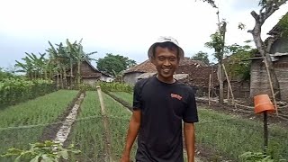 ALHAMDULILAH TANDURANE BRAMBANG DARPONO WES TUKOL‼️