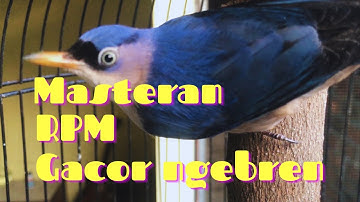 Rambatan paruh merah gacor//Rpm gacor//masteran rpm gacor