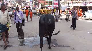 Are cows considered to be a manifestation of the Mother Goddess and a sacred animal ?
