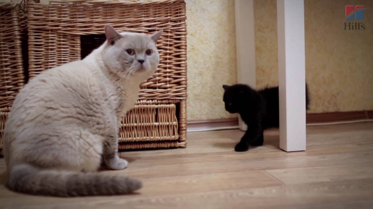 Британская короткошерстная. Породоведение c Евгенией Тимоновой camera iphone 8 plus apk