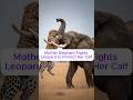 Mother Elephant Fights Leopard to Protect Her Calf #elephant #leopard #rescue #animalrescue #animals
