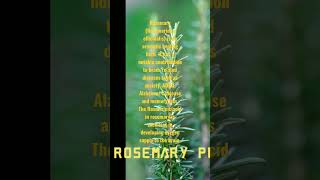 The Rosemary plant memory