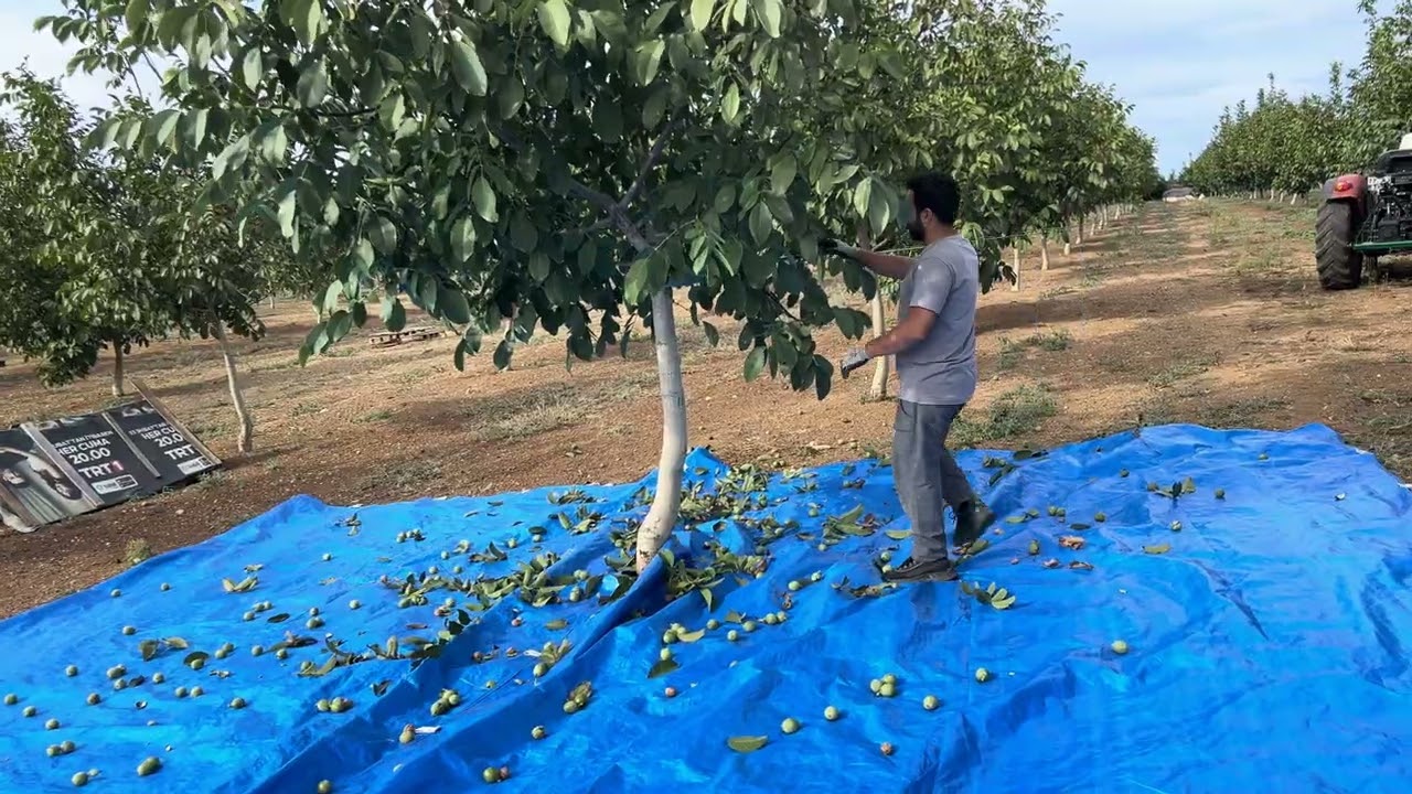 CEVİZ DE HASAT BAŞLADI