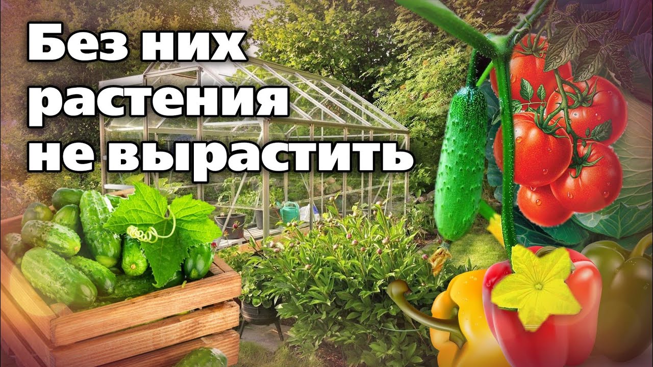 Три крайне важных макроэлемента - фосфор, калий, магний. Для чего они нужны растениям