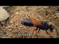 蜂台灣－台灣蜂類生態影片（台語版）