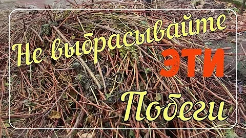 Как получить пользу от обрезанной лозы.