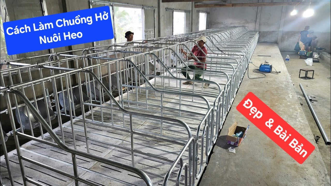 Cách Làm Chuồng Nuôi Heo Đẹp Và Bài Bản | Khởi Nghiệp TV