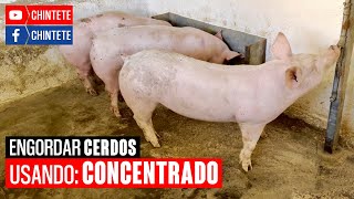 How to fatten pigs by mixing concentrate with ground corn and/or ground sorghum?