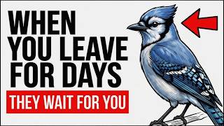 What Your Birds Do When You Leave for Days And Why They Wait for You