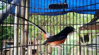 Download Lagu Suara Murai Batu Ngriwik Gacor PANCINGAN EMOSI‼️AMPUH langsung bikin GACOR Semua murai batu MP3 Download Lagu Suara Murai Batu Ngriwik Gacor PANCINGAN EMOSI‼️AMPUH langsung bikin GACOR Semua murai batu MP3