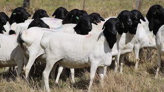 Special breed of sheep from South Africa