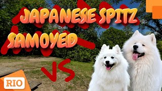 Samoyed Dog VS Japanese Spitz Dog