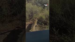 Rattlesnake, bobcat duke it out at Arizona national park 🐍🐈